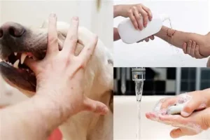 Điều trị vết chó cắn: Các bước sơ cứu và ngăn ngừa nhiễm trùng